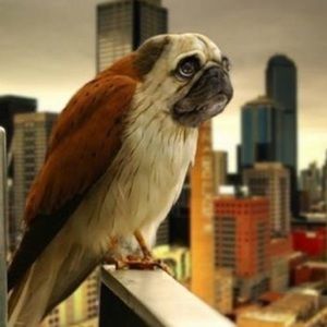 Meet your Posher, Brandon